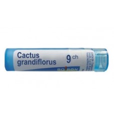 CACTUS GRANDIFLORUS 9 CH / КАКТУС ГРАНДИФЛОРУС 9 СН